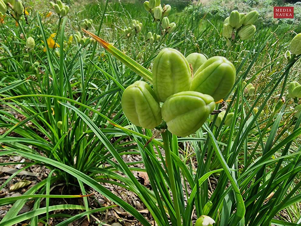 liliowiec żółty (Hemerocallis lilioasphodelus)