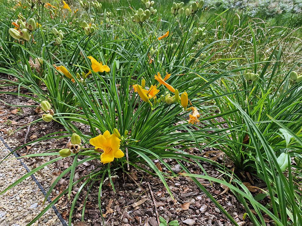 liliowiec żółty (Hemerocallis lilioasphodelus)