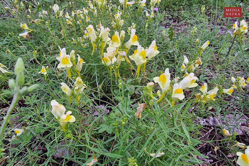 lnica pospolita (Linaria vulgaris)