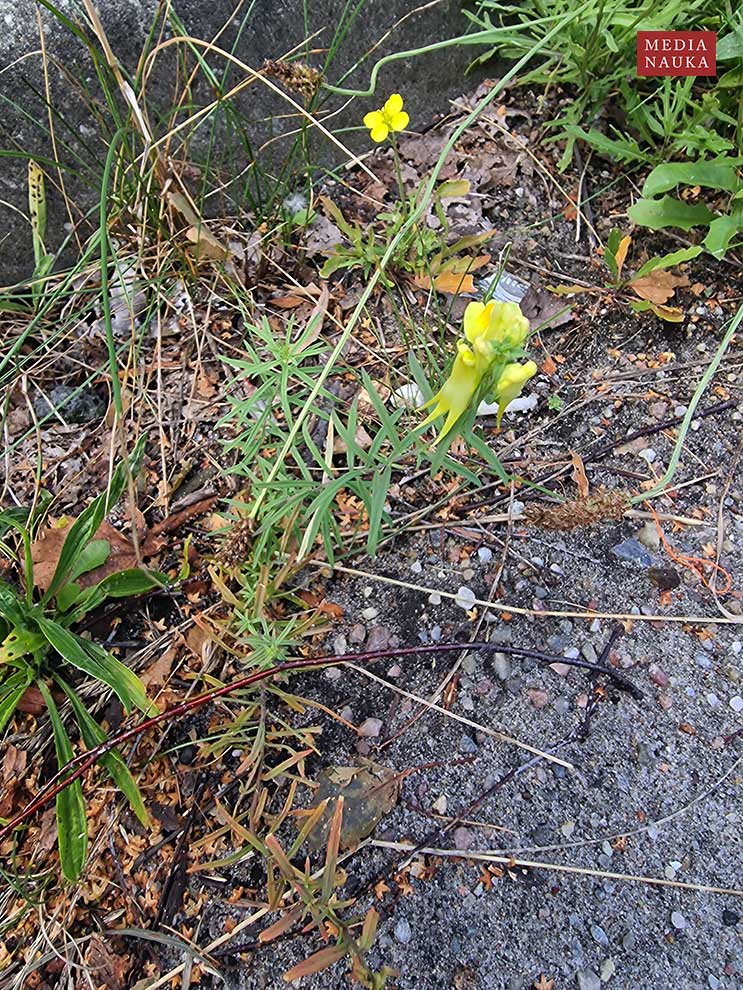 lnica pospolita (Linaria vulgaris)