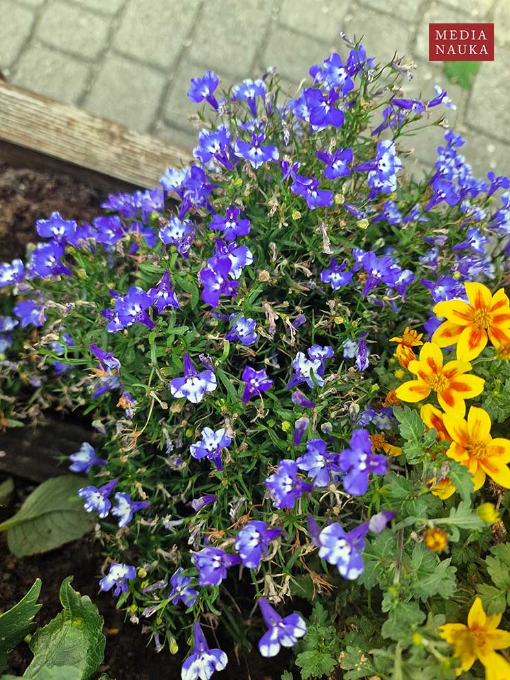 lobelia przylądkowa, stroiczka przylądkowa