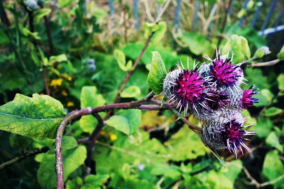 łopian pajęczynowaty (Arctium tomentosum)