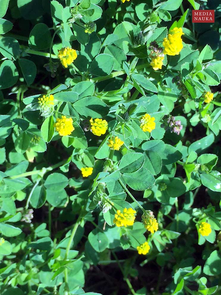 lucerna nerkowata (Medicago lupulina)