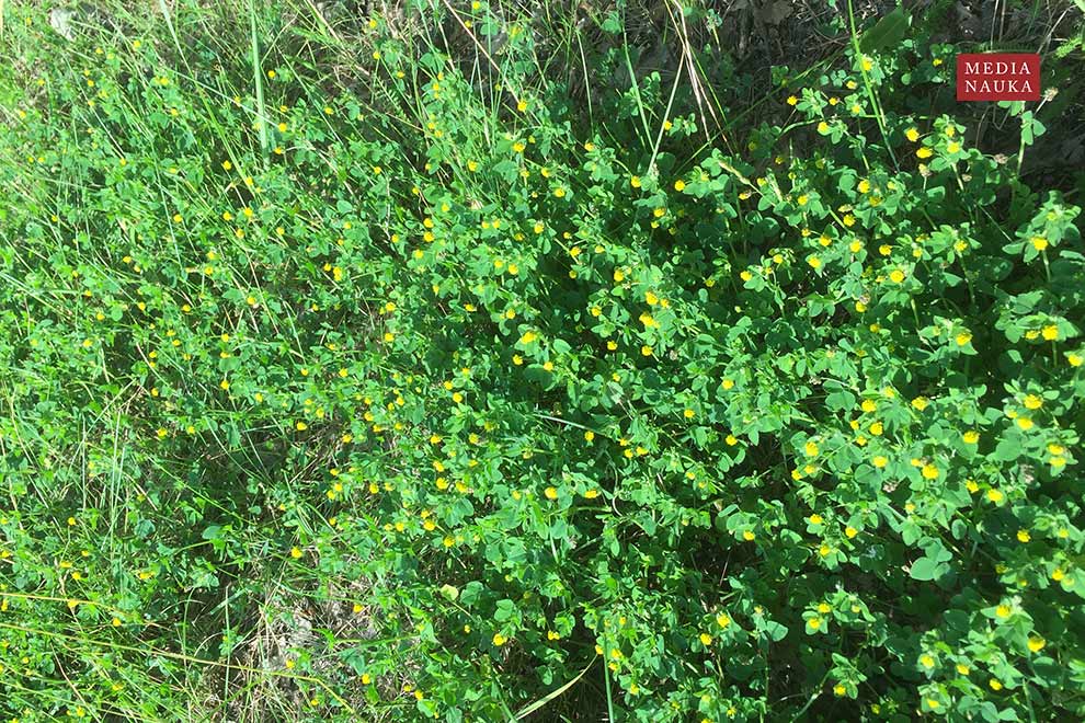 lucerna nerkowata (Medicago lupulina)