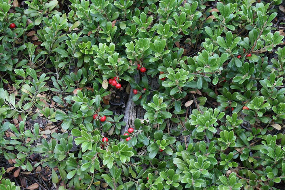 mącznica lekarska (Arctostaphylos uva-ursi)