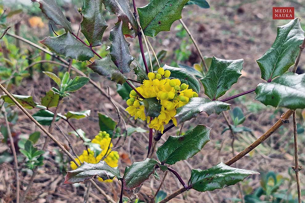 mahonia pospolita