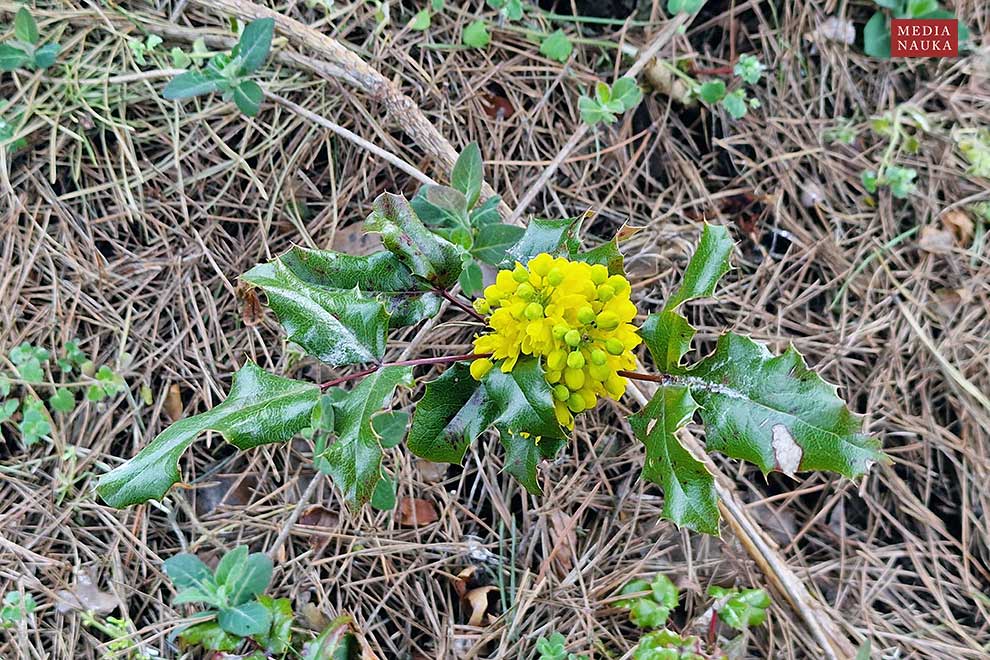 mahonia pospolita