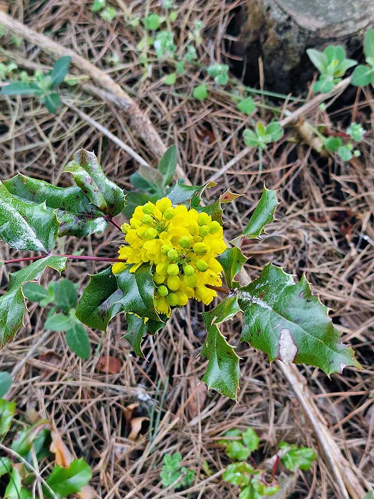 mahonia pospolita