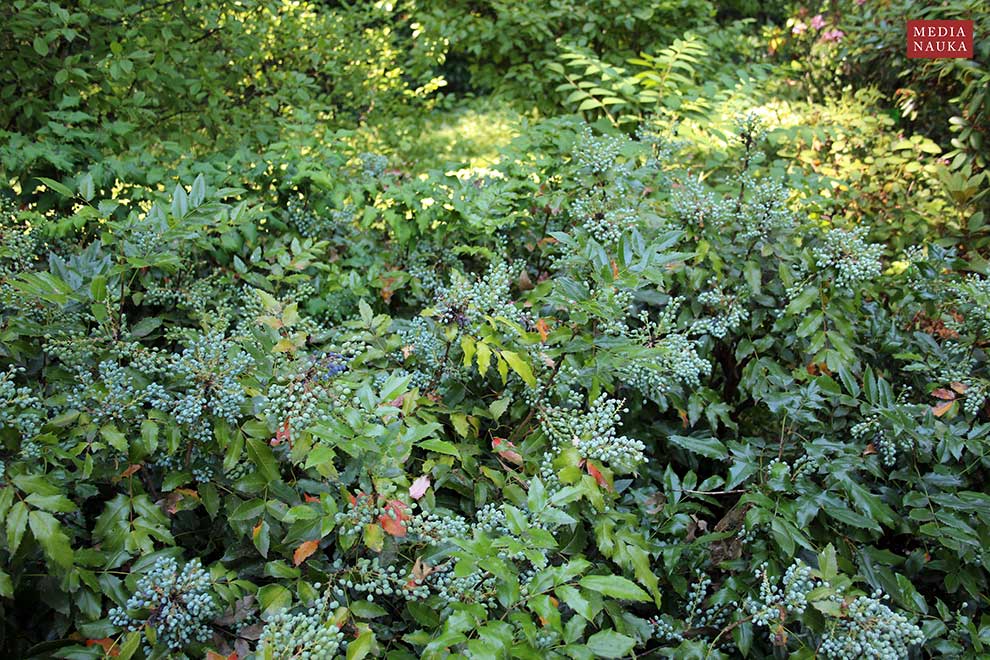 mahonia pospolita