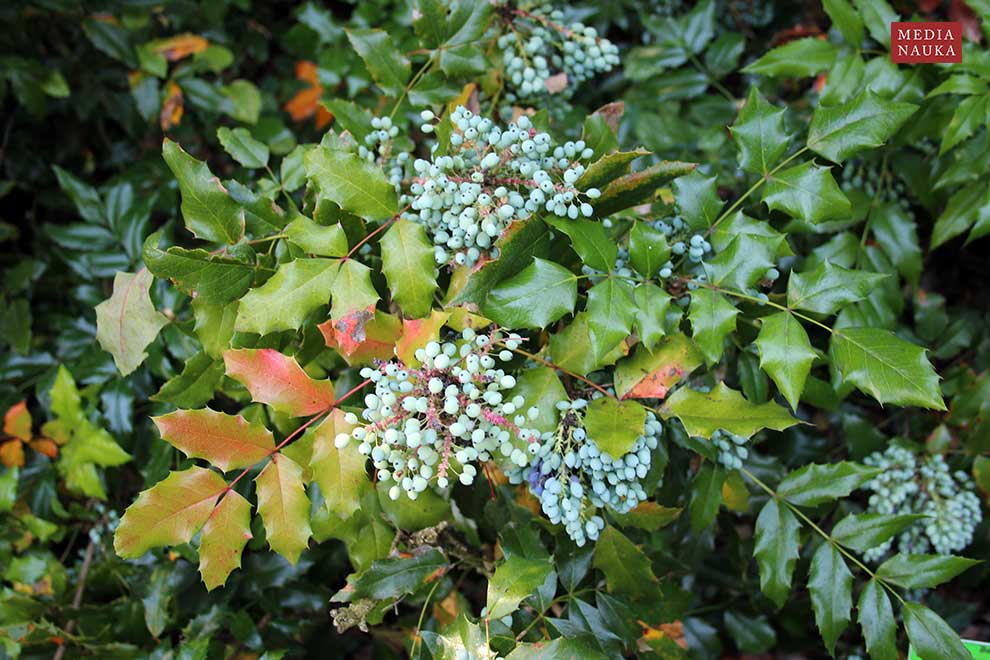 mahonia pospolita