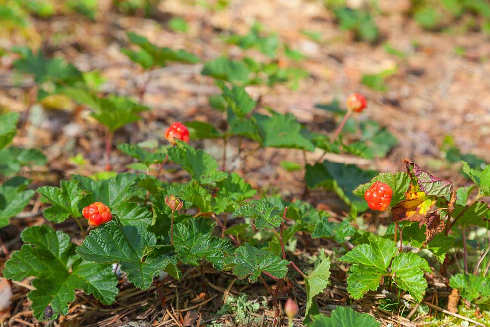 malina moroszka (Rubus chamaemorus)