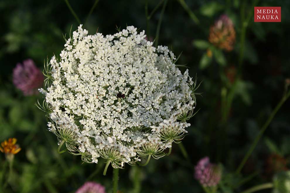 marchew zwyczajna (Daucus carota)