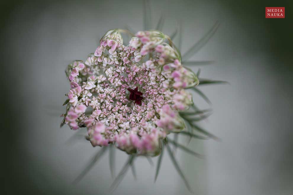 marchew zwyczajna (Daucus carota)