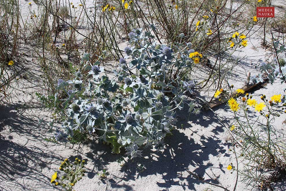 mikołajek nadmorski (Eryngium maritimum)