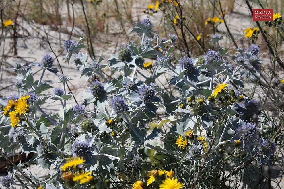 mikołajek nadmorski (Eryngium maritimum)