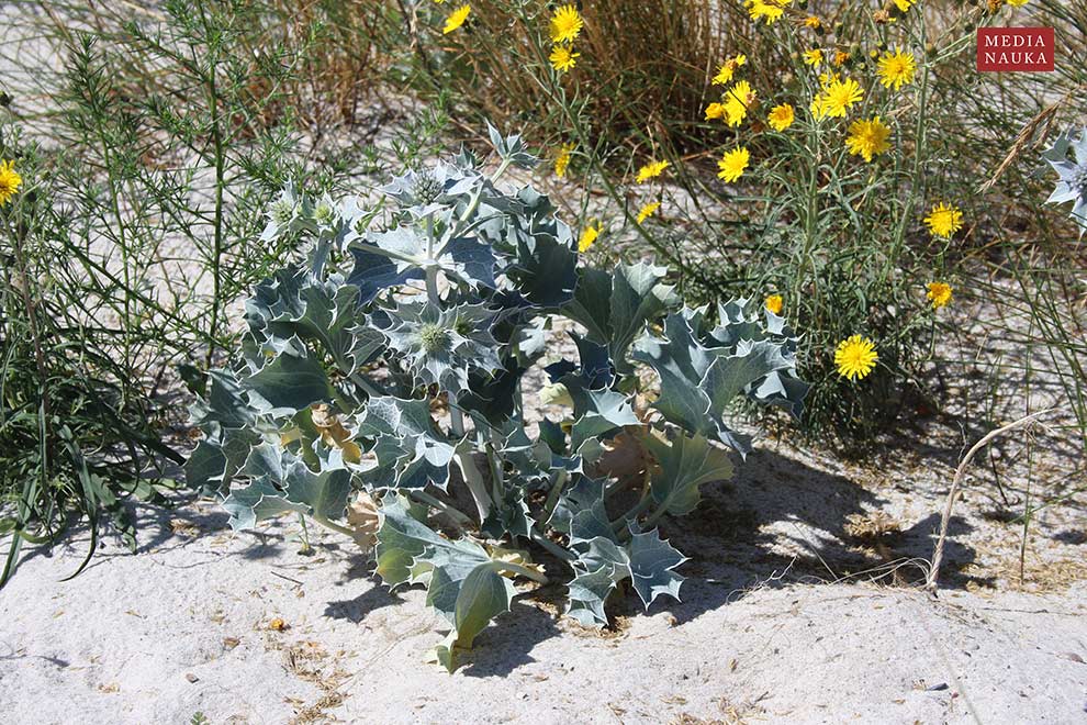 mikołajek nadmorski (Eryngium maritimum)