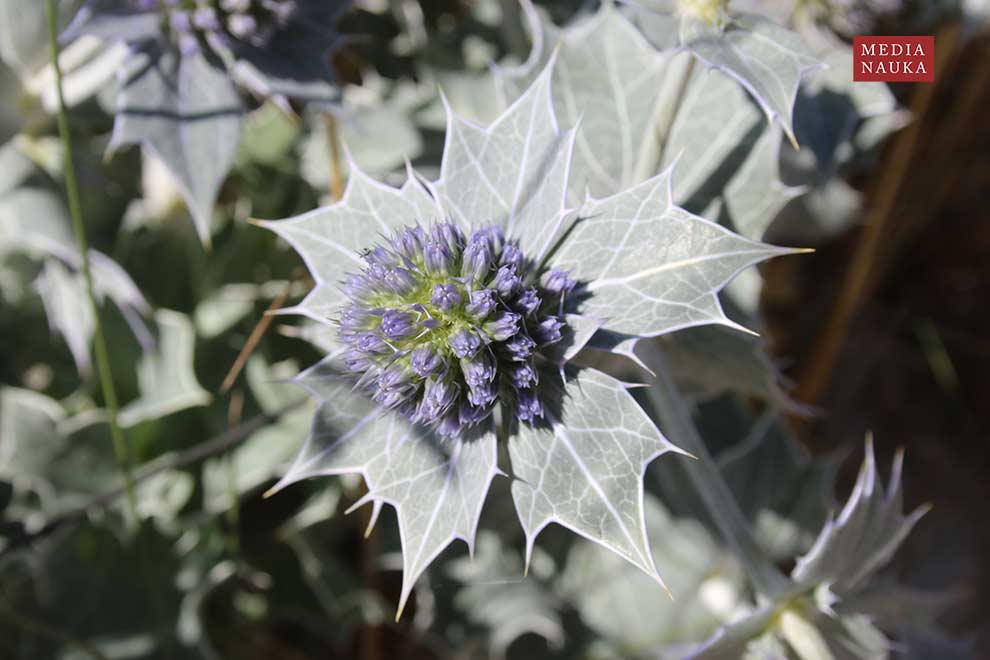 mikołajek nadmorski (Eryngium maritimum)