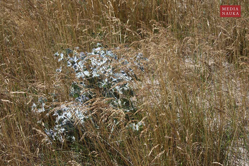 mikołajek nadmorski (Eryngium maritimum)