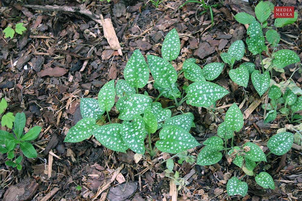 miodunka plamista, miodunka lekarska (Pulmonaria officinalis)