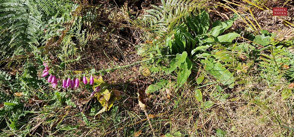 naparstnica purpurowa