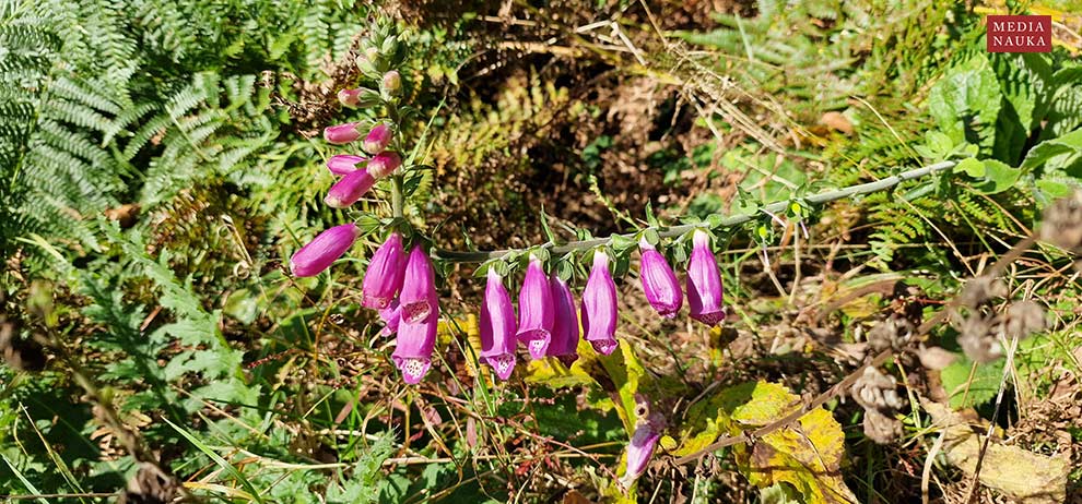 naparstnica purpurowa