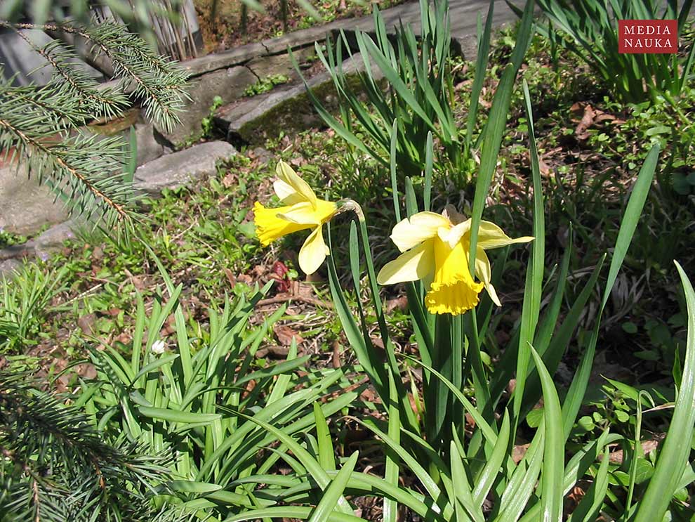 narcyz trąbkowy (Narcissus pseudonarcissus)