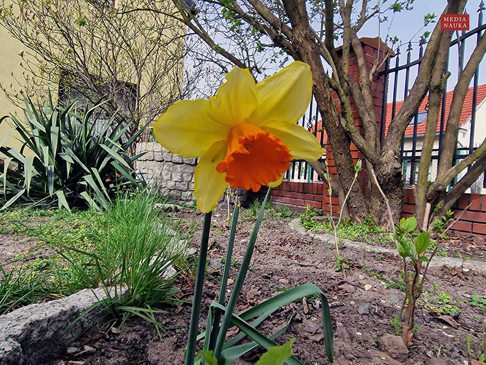 narcyz trąbkowy (Narcissus pseudonarcissus)