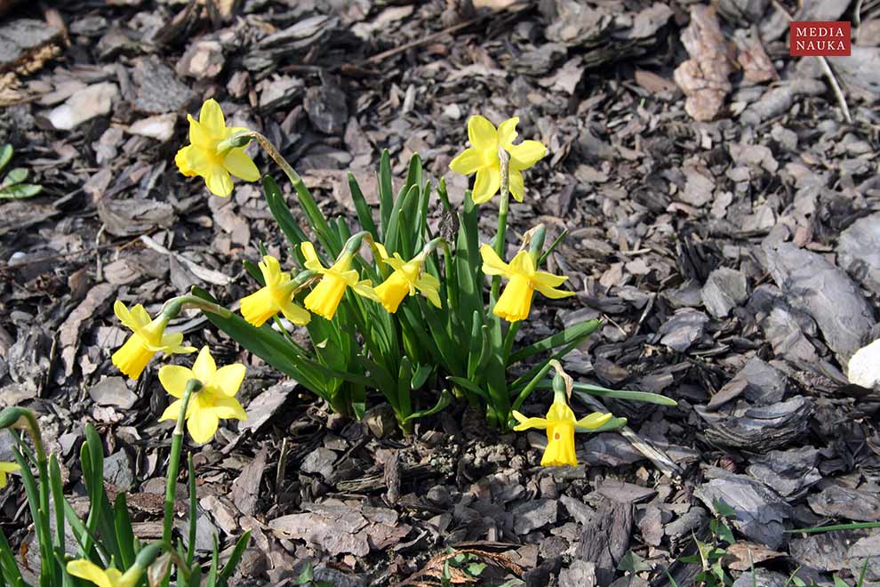 narcyz trąbkowy (Narcissus pseudonarcissus)