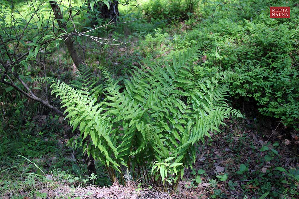 narecznica samcza (Dryopteris filix-mas)