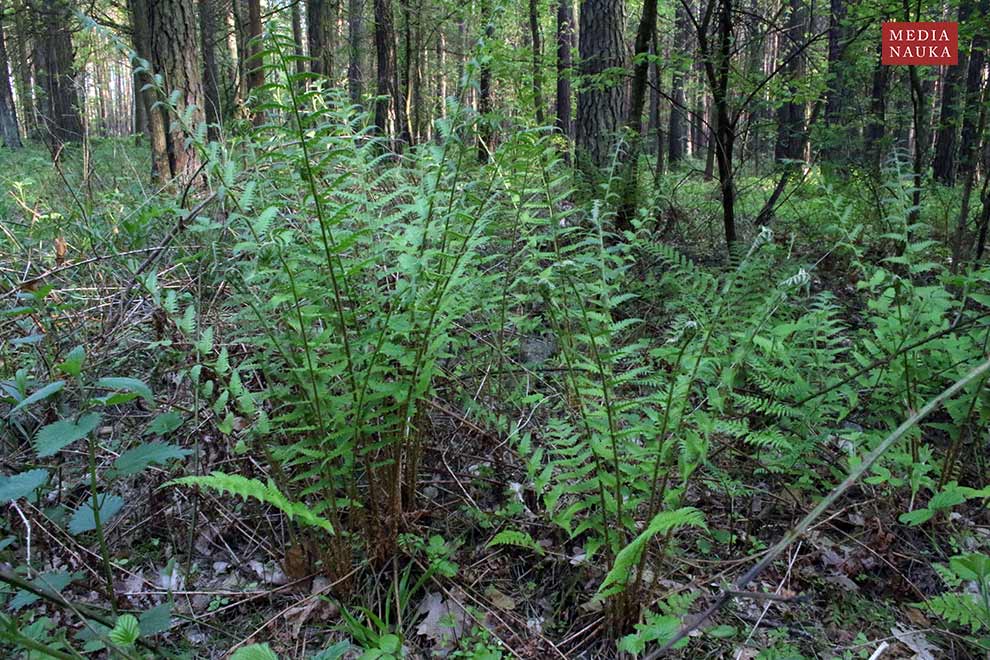 narecznica samcza (Dryopteris filix-mas)