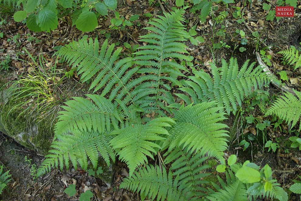 narecznica samcza (Dryopteris filix-mas)