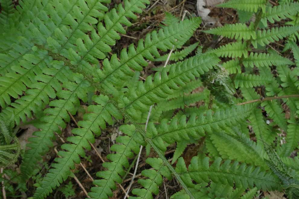 narecznica samcza (Dryopteris filix-mas)