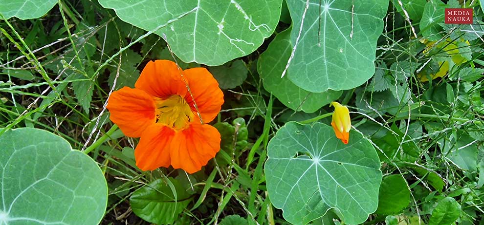 nasturcja większa (Tropaeolum majus)