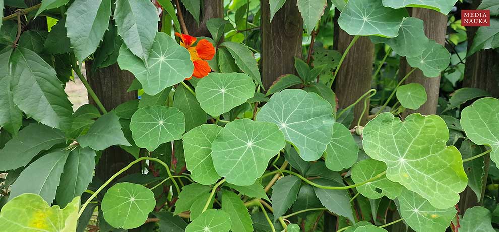 nasturcja większa (Tropaeolum majus)