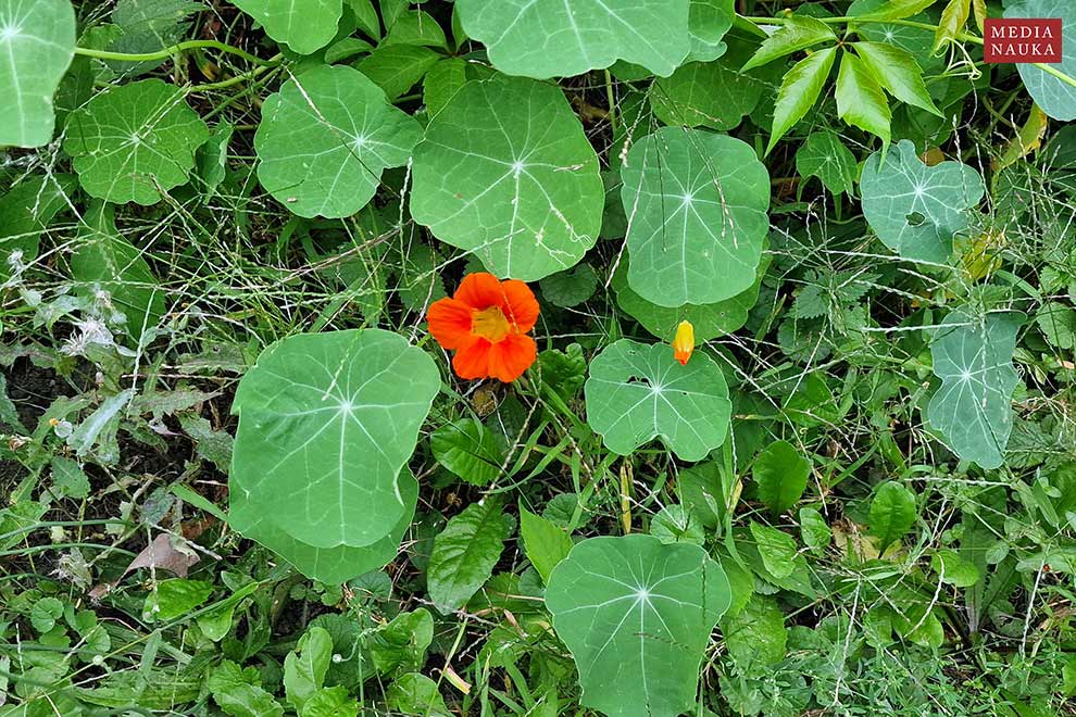 nasturcja większa (Tropaeolum majus)