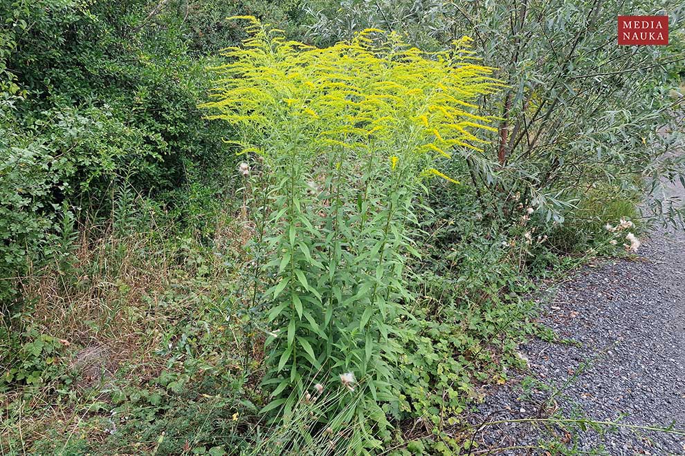 nawłoć kanadyjska (Solidago canadensis)