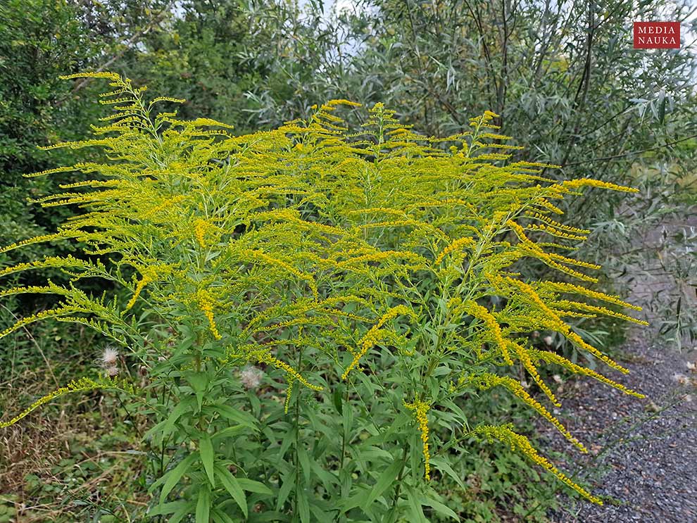 nawłoć kanadyjska (Solidago canadensis)