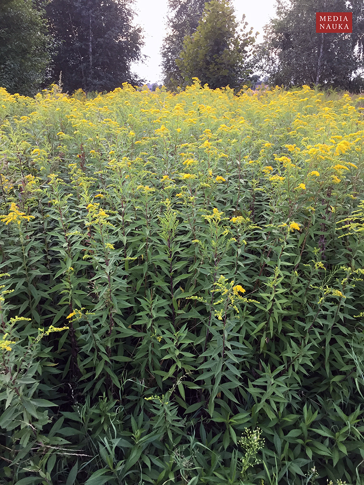 nawłoć późna, nawłoć olbrzymia (Solidago gigantea)