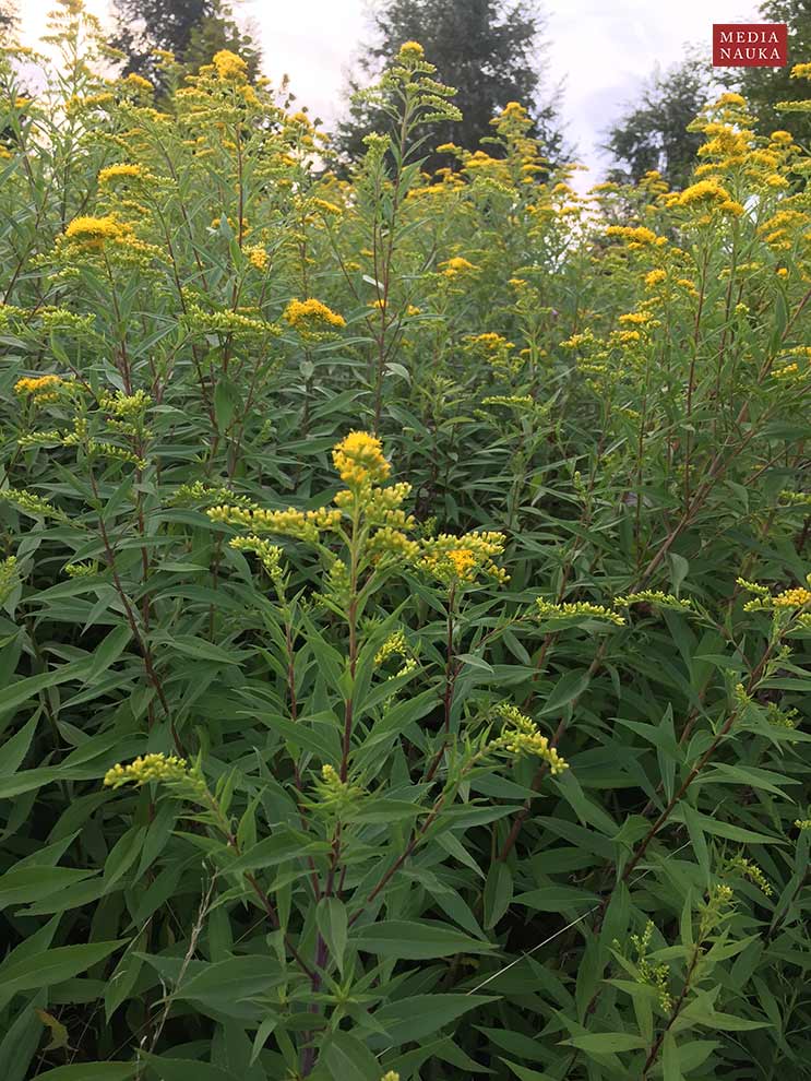 nawłoć późna, nawłoć olbrzymia (Solidago gigantea)