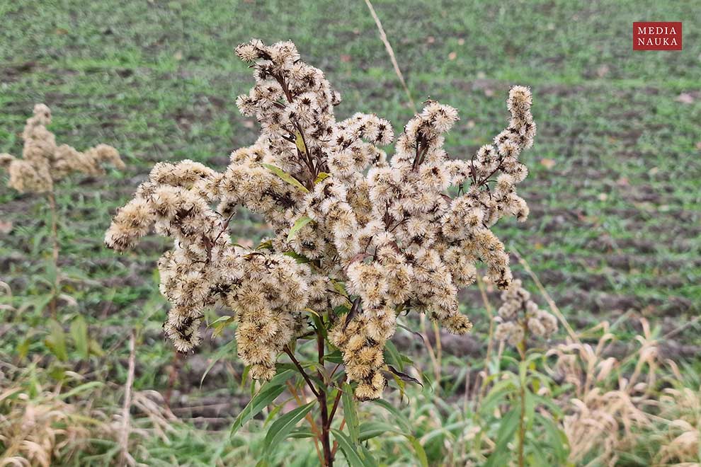 nawłoć późna, nawłoć olbrzymia (Solidago gigantea)