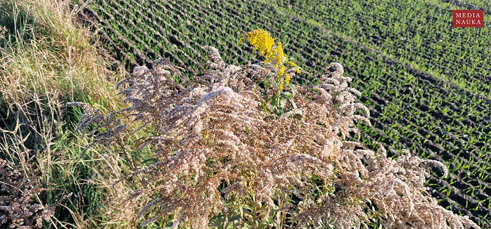 nawłoć późna, nawłoć olbrzymia (Solidago gigantea)