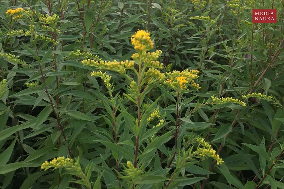 nawłoć późna, nawłoć olbrzymia (Solidago gigantea)