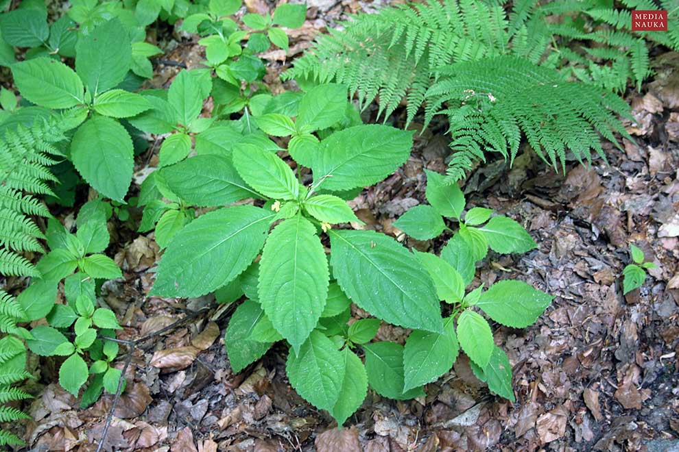 niecierpek drobnokwiatowy (Impatiens parviflora)