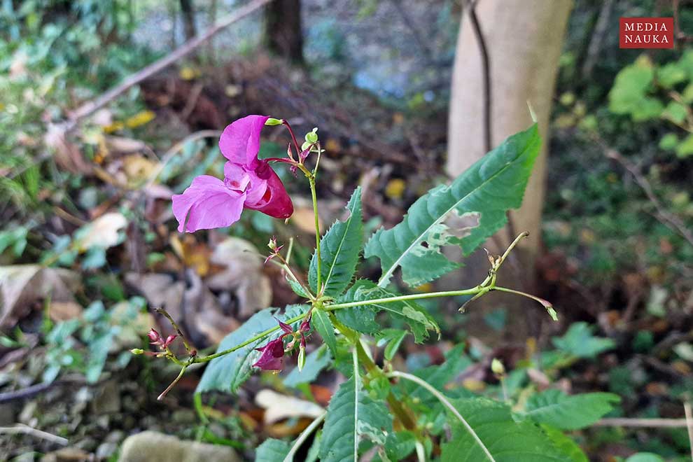 niecierpek himalajski, niecierpek gruczołowy (Impatiens glandulifera)