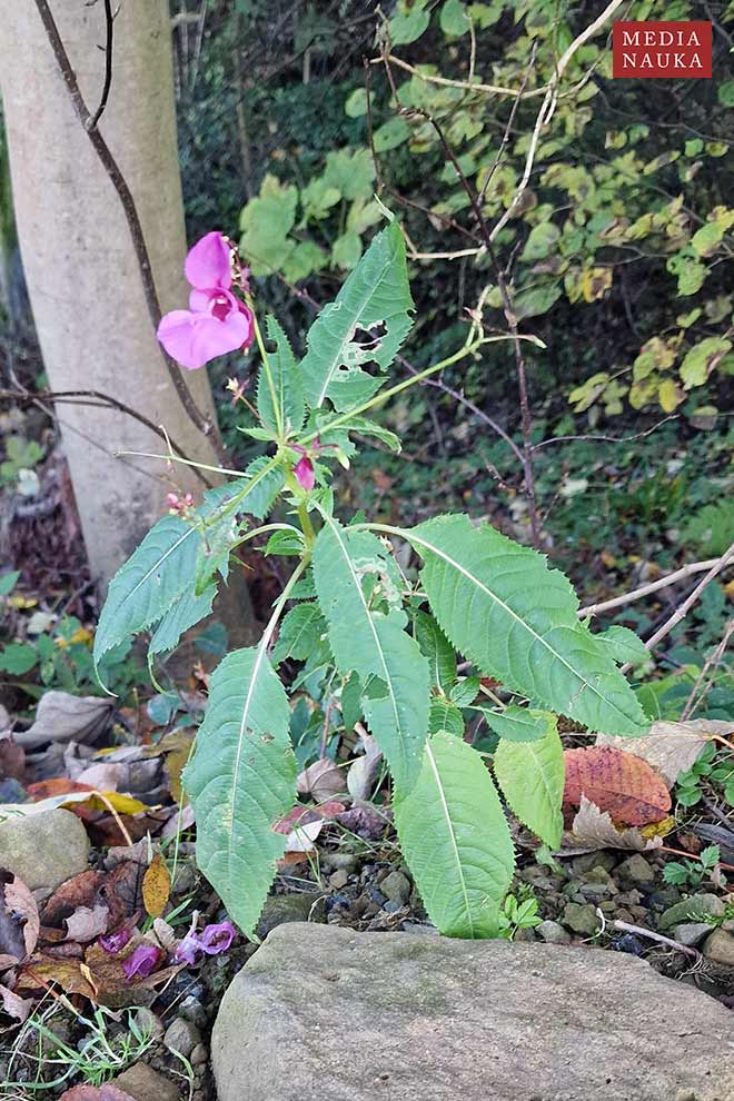 niecierpek himalajski, niecierpek gruczołowy (Impatiens glandulifera)