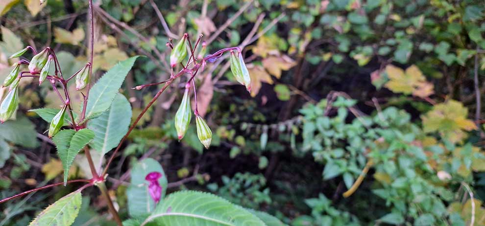 niecierpek himalajski, niecierpek gruczołowy (Impatiens glandulifera)