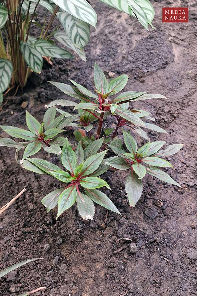 niecierpek nowogwinejski (Impatiens hawkeri)