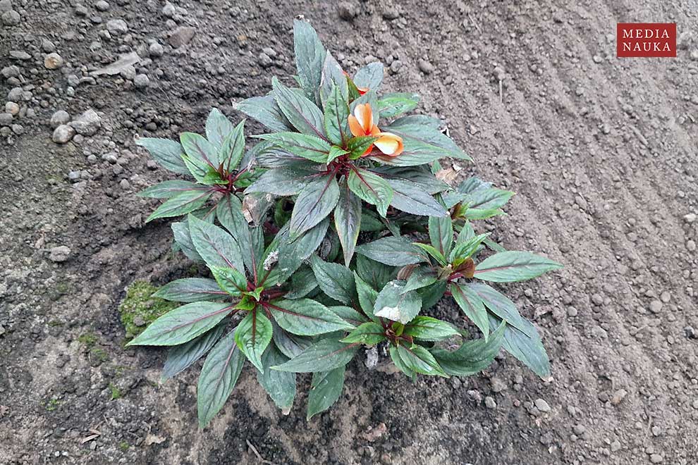 niecierpek nowogwinejski (Impatiens hawkeri)