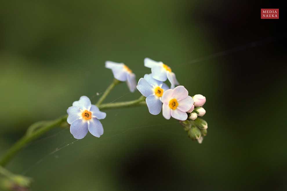 niezapominajka błotna (Myosotis palustris)