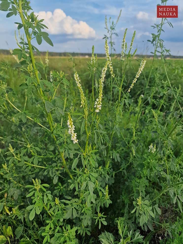 nostrzyk biały (Melilotus alba)